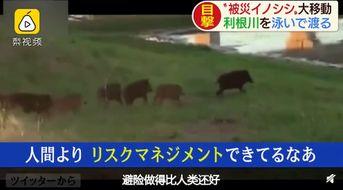 超级野猪最早爆料视频播放,揭秘神秘生物神秘面纱  第2张